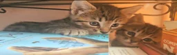 Mixed Breed cats for sale: Elven Bengal Kittens  - Advert 34