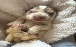Cocker Spaniel dogs for sale: KC Show Cockers - 1 Girl , 3 Boys remaining! - Image 26