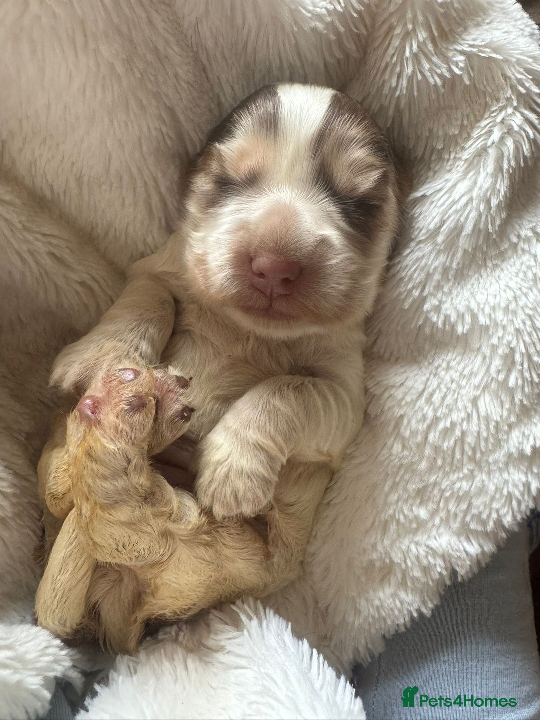 Cocker Spaniel dogs for sale: KC Show Cockers - 1 Girl , 3 Boys remaining! - Image 26