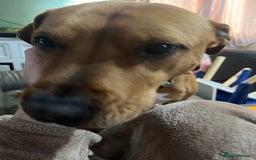 Mixed Breed dogs for sale: Buster  - Image 1
