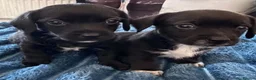Mixed Breed dogs for sale: Dachshund & maltese Mauxie - Advert 4