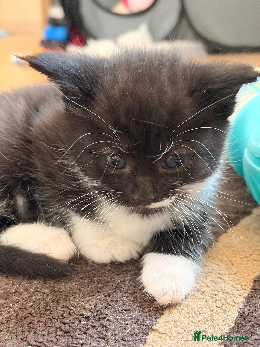 Maine Coon cats for sale: Maine Coon Cross Kittens - Advert 9
