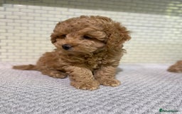 Toy Poodle dogs for sale: KC Girl Toy Poodle Girl  - Image 15