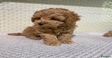 Toy Poodle dogs - Advert 4