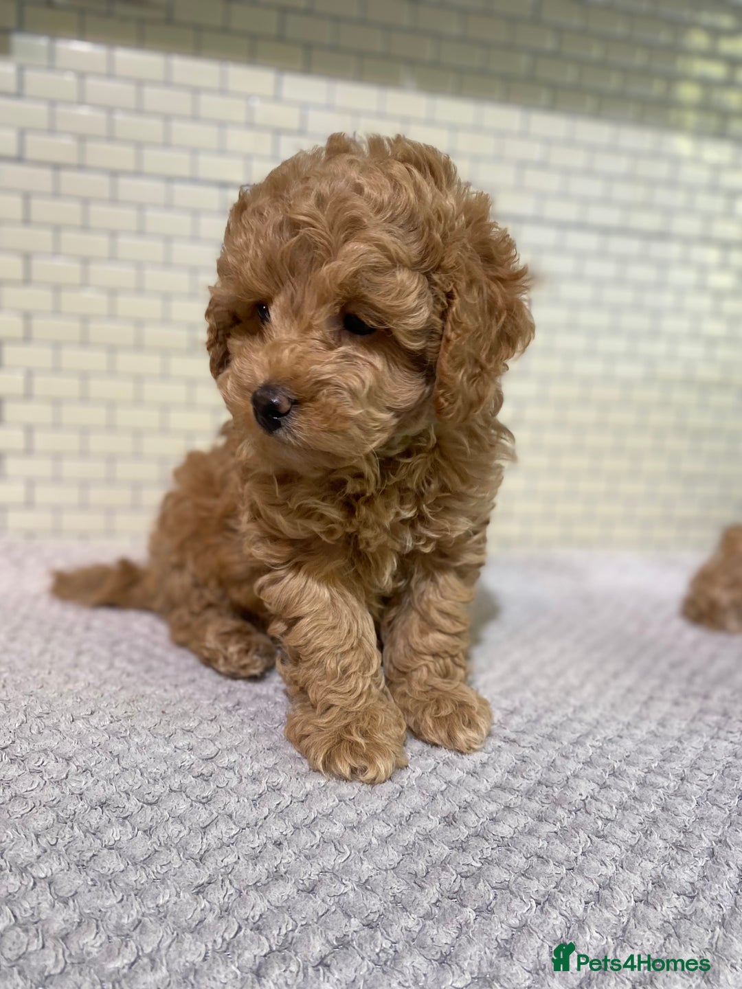 Toy Poodle dogs for sale: KC Girl Toy Poodle Girl  - Image 15