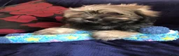 Malshi dogs for sale: shihtzu x maltese puppies for sale  - Advert 13