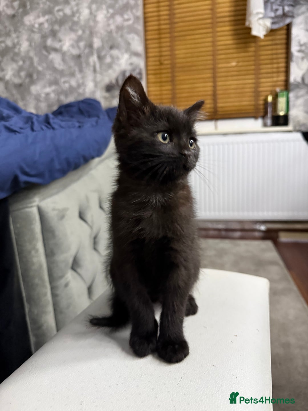 Mixed Breed cats for sale: 10-Week-Old Playful Kittens Seeking Loving Homes - Advert 26