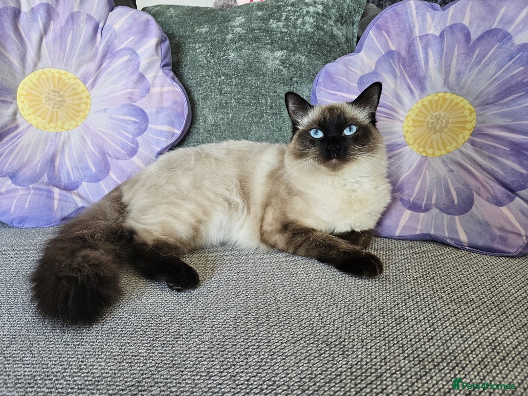 Ragdoll cats for sale: Seal Point Ragdoll Female Cat - Advert 1