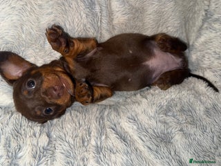 Miniature Dachshund dogs Last Girl- KC- Small Smooth Min Dachshund - Advert 2