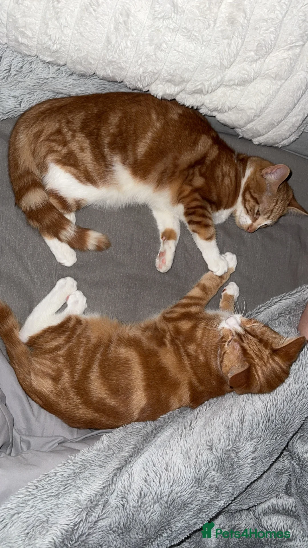 Mixed Breed cats for sale: 2x ginger kittens for sale - Advert 7