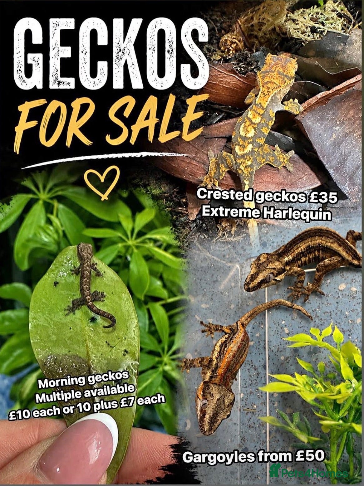 Gecko reptiles Gargoyle, Crested geckos,mourning geckos  - Advert 1