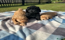Cockapoo dogs for sale: F1 Cockerpoo pups for sale fully health checked. - Image 5