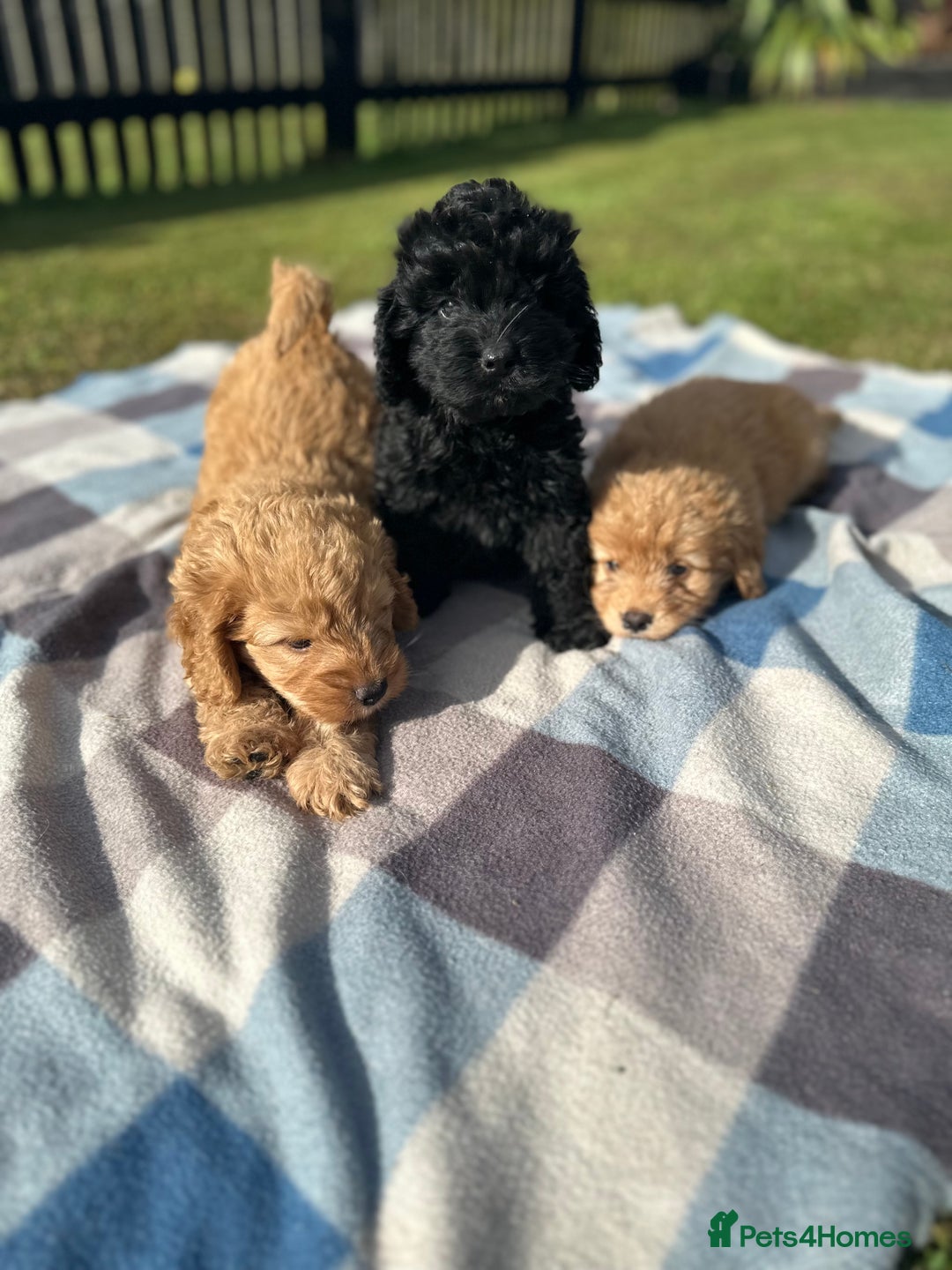 Cockapoo dogs for sale: F1 Cockerpoo pups for sale fully health checked. - Image 5