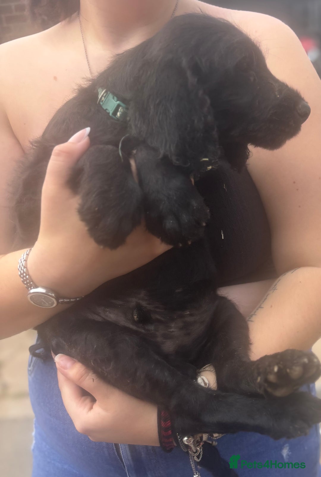 Labradoodle dogs for sale: F1 labradoodles  - Image 8