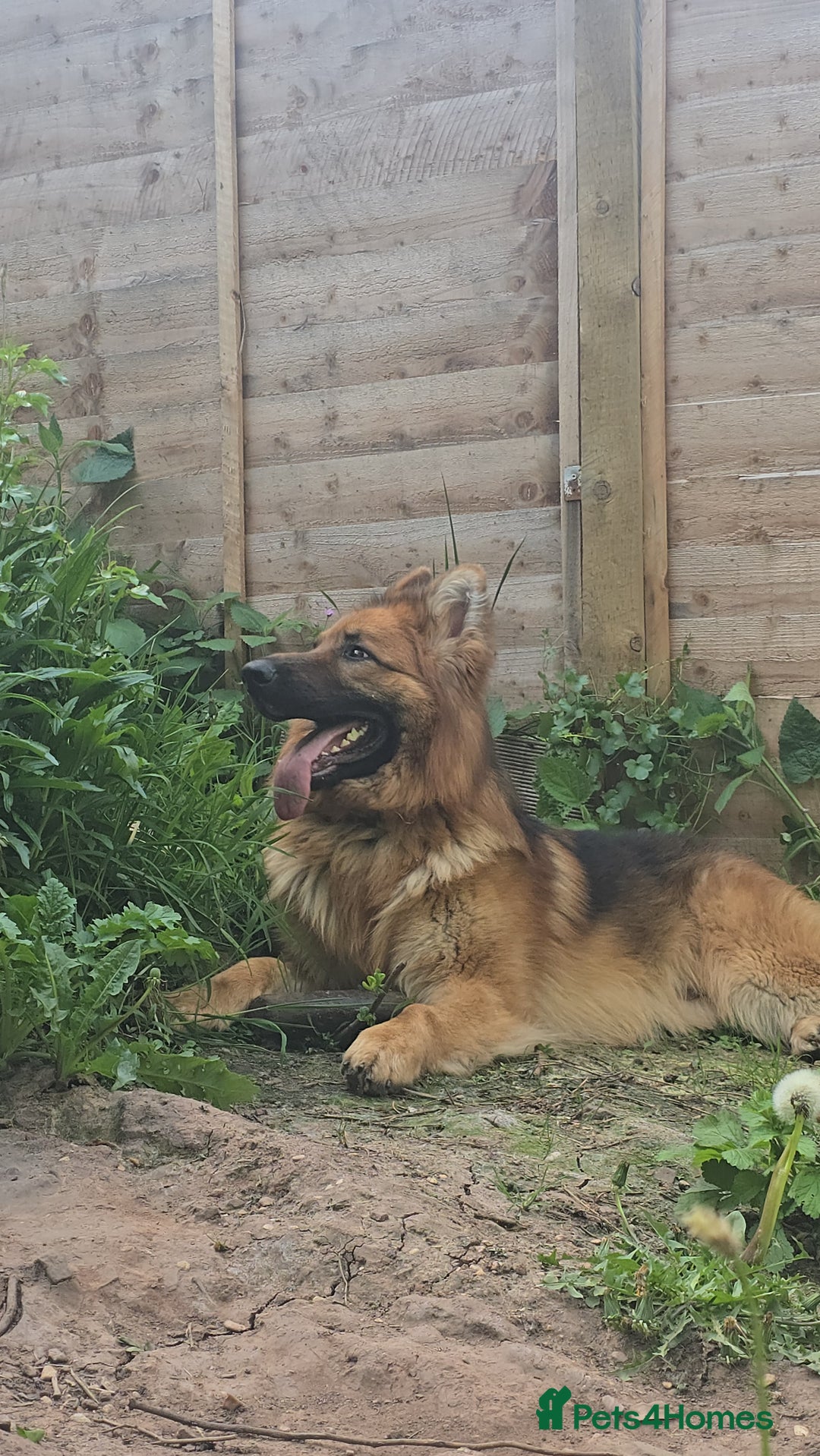 German Shepherd dogs for sale: Germanshephered  - Advert 2