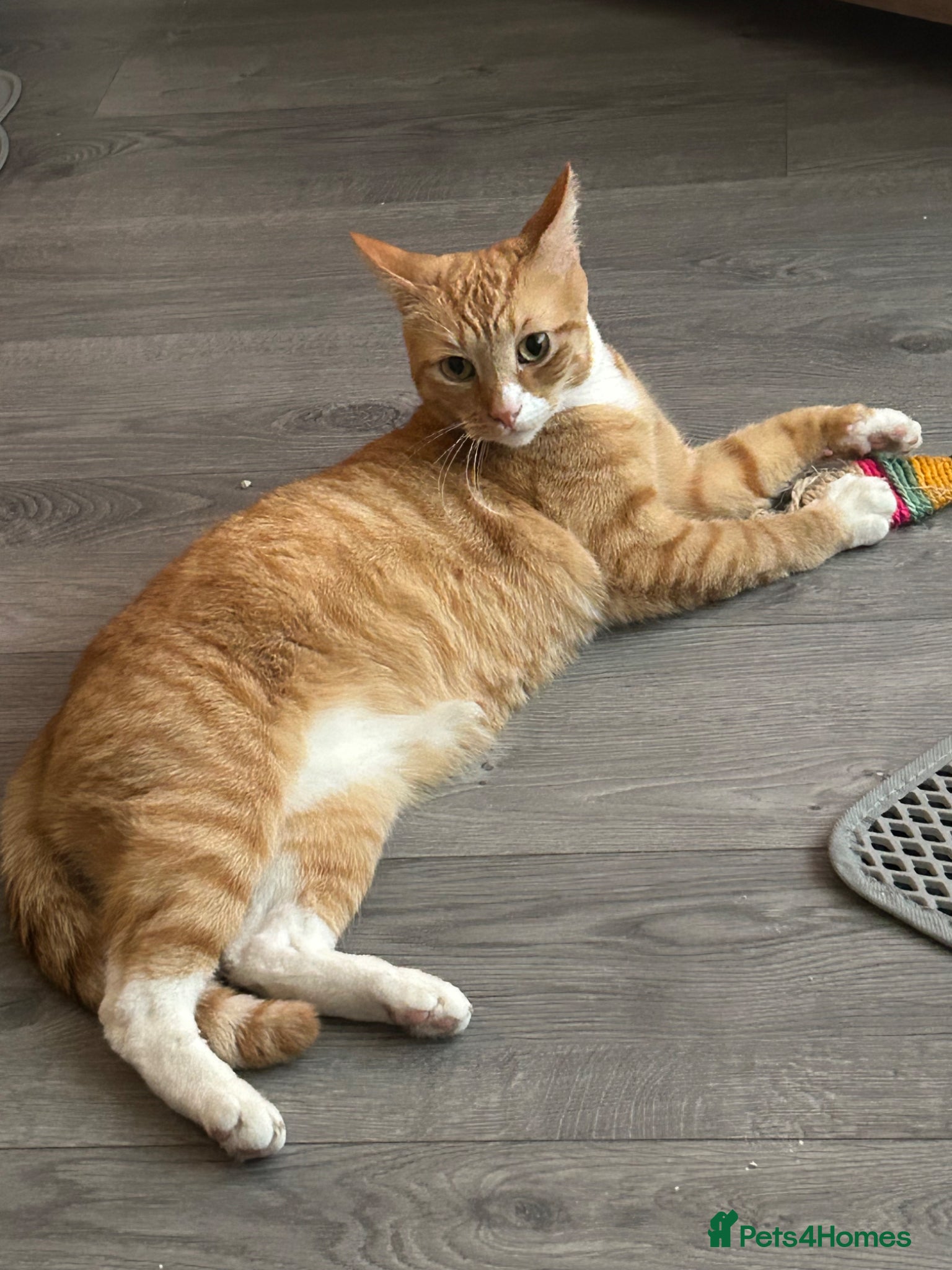 American Shorthair cats Meet Tigs - Advert 15