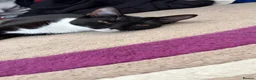 Mixed Breed cats for sale: Female 8 months tuxedo cat in Stafford - Advert 2