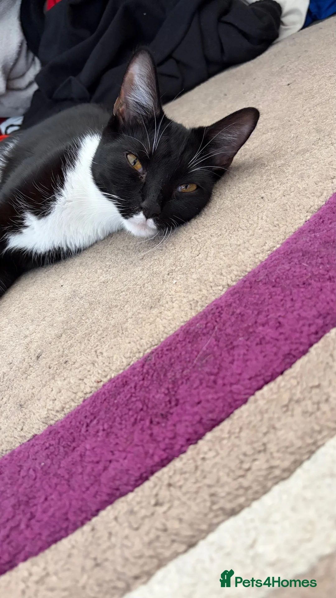 Mixed Breed cats for sale: Female 8 months tuxedo cat in Stafford - Advert 2