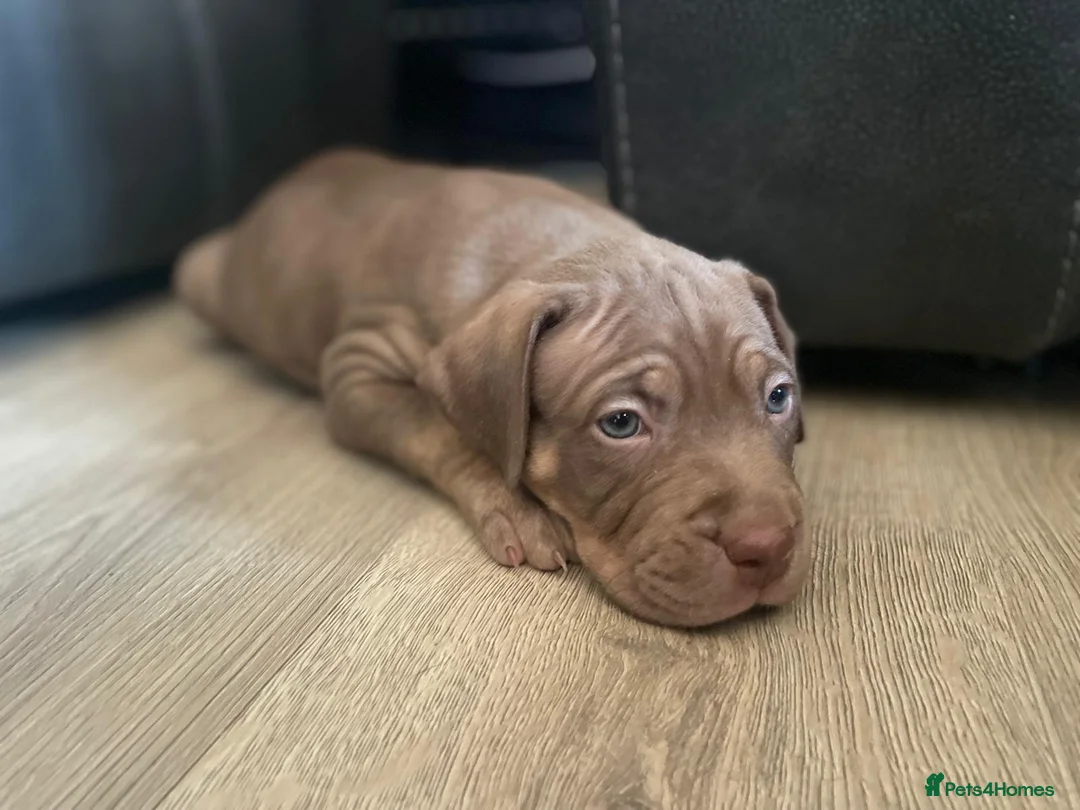 Bandog dogs for sale: Bandog x Bulldog puppies in Watford - Advert 2