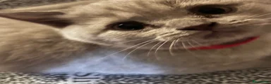 British Shorthair 5