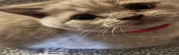 British Shorthair cats for sale: 6 little babies looking for a loving home in Leicester - Advert 8