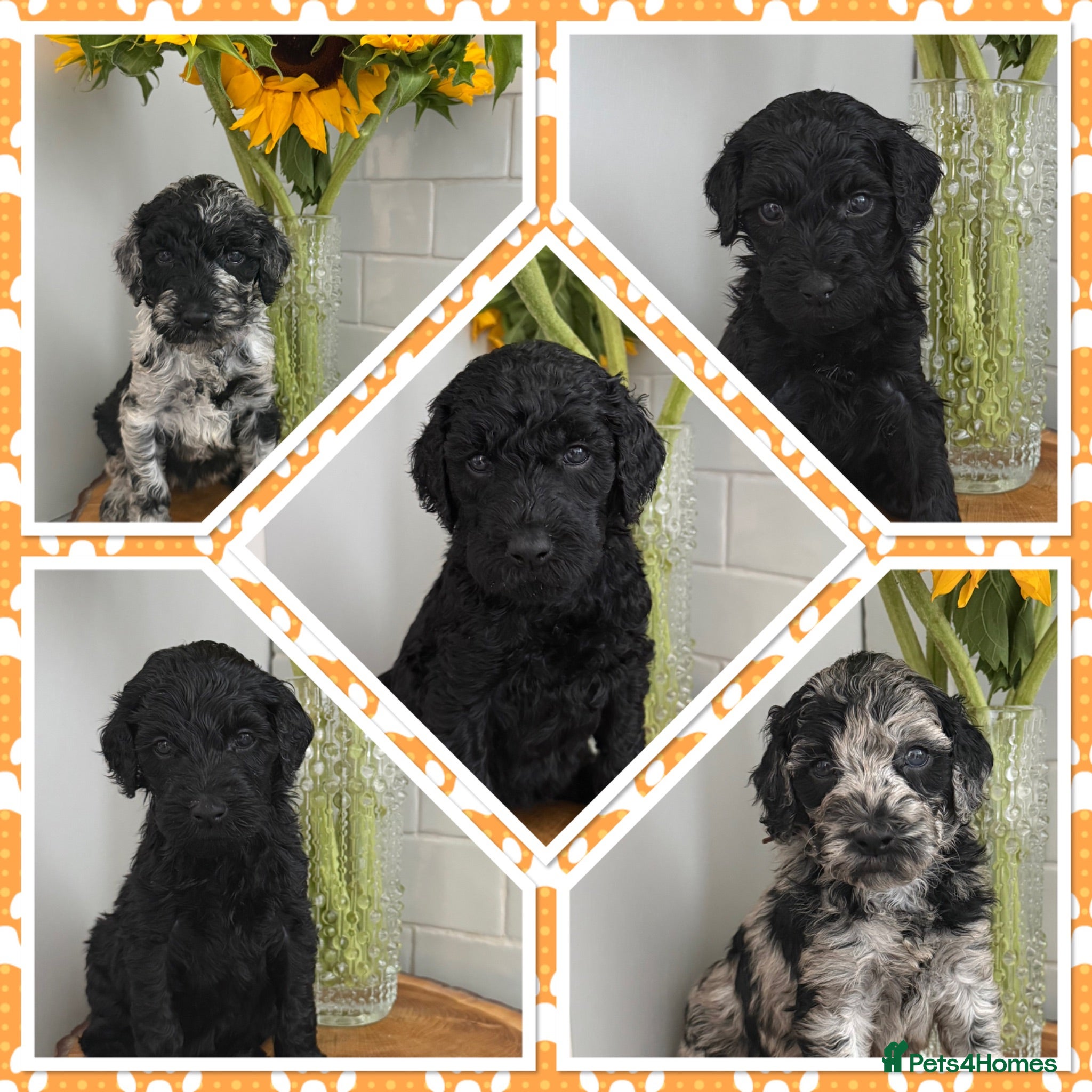 Labradoodle dogs 🌈 THERAPY/ASSISTANCE PUPS🌈PROVEN🌈 - Advert 2