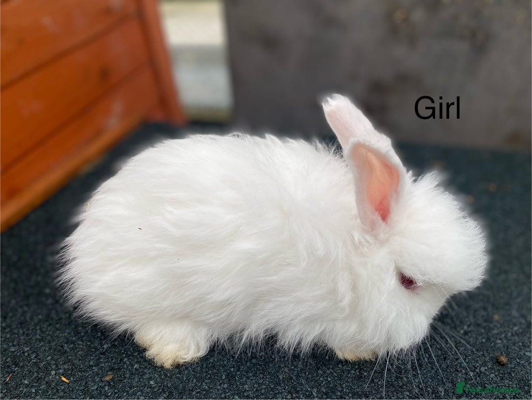 Angora rabbits for sale: Baby angoras - Image 10