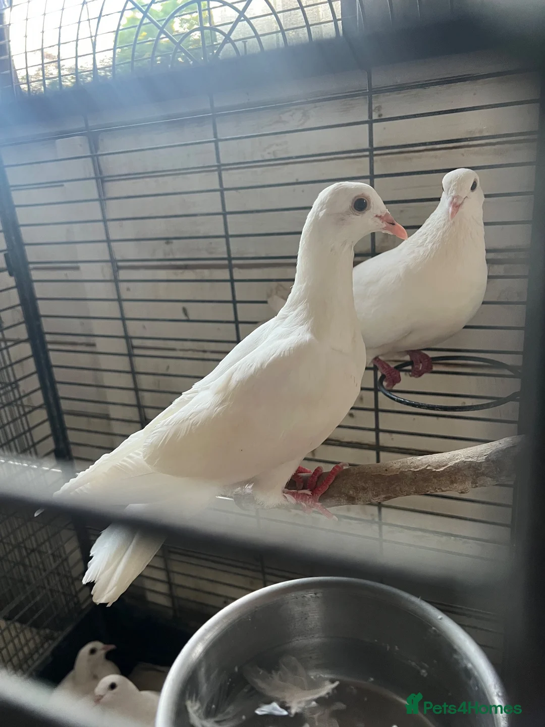 Doves birds for sale: White Doves - Advert 1