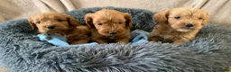 Cockapoo dogs for sale: Stunning red toy cockapoo puppies  - Advert 8