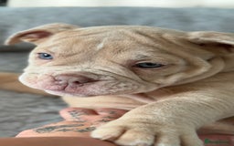 Olde English Bulldogge dogs for sale: Stunning Old English Bulldog Pups NEBBR Registered - Image 2