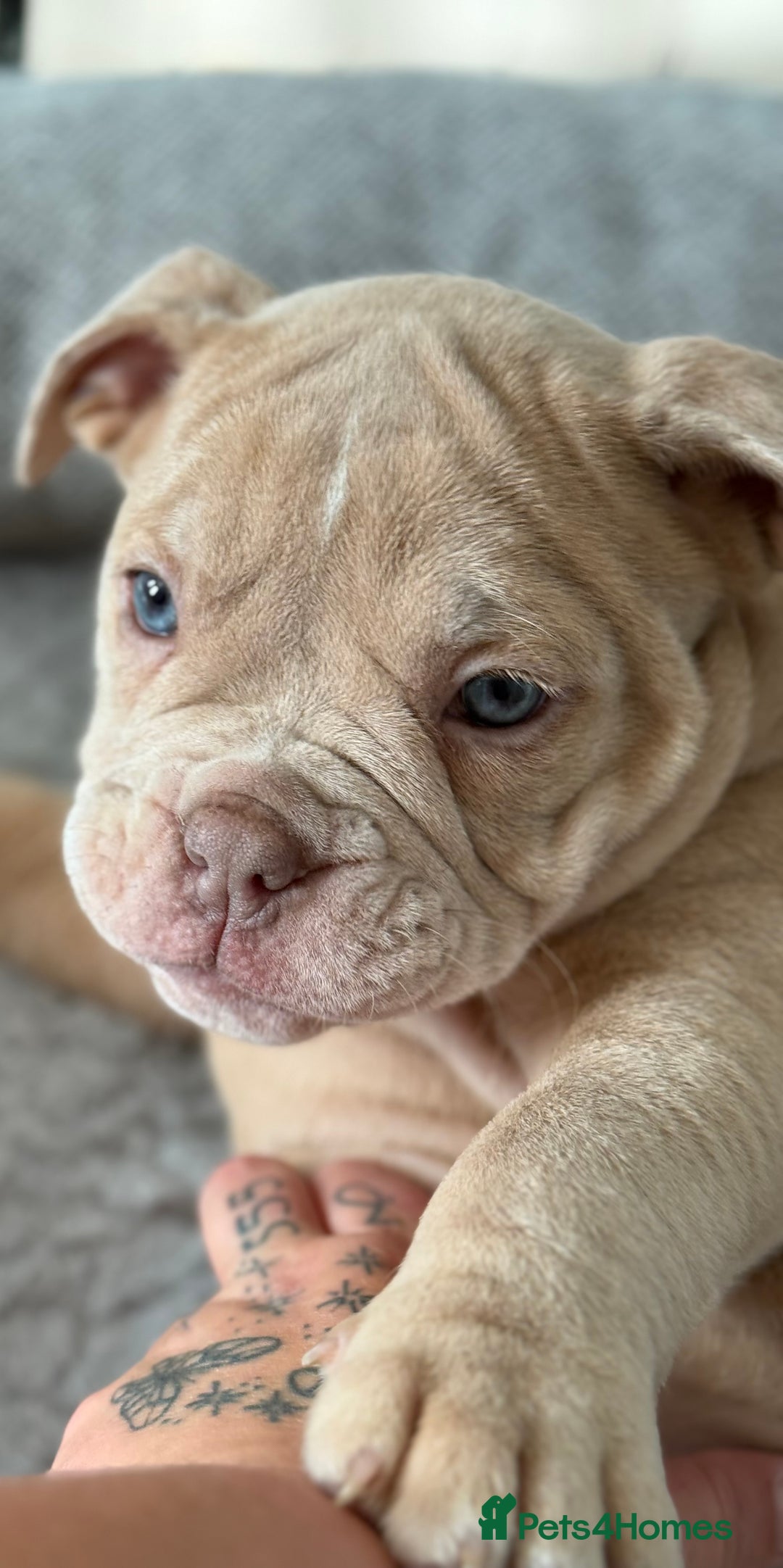 Olde English Bulldogge dogs for sale: Stunning Old English Bulldog Pups NEBBR Registered - Image 2