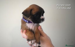 Boxer dogs for sale: 9 Beautiful Boxer Pups - Available from 22/12/2025 - Advert 7