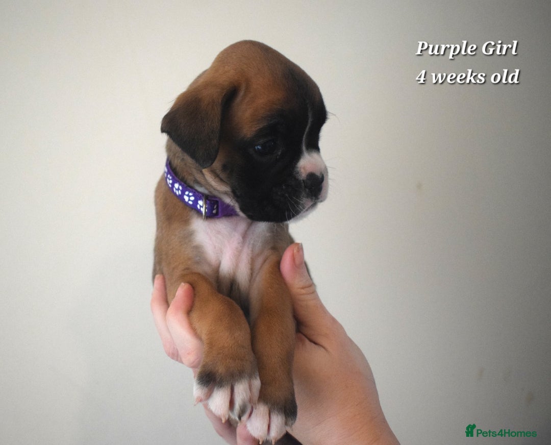 Boxer dogs for sale: 9 Beautiful Boxer Pups - Available from 22/12/2025 - Advert 7