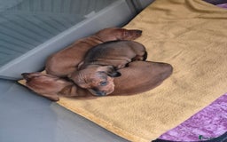 Dachshund dogs for sale: Dachshund puppies - Advert 6