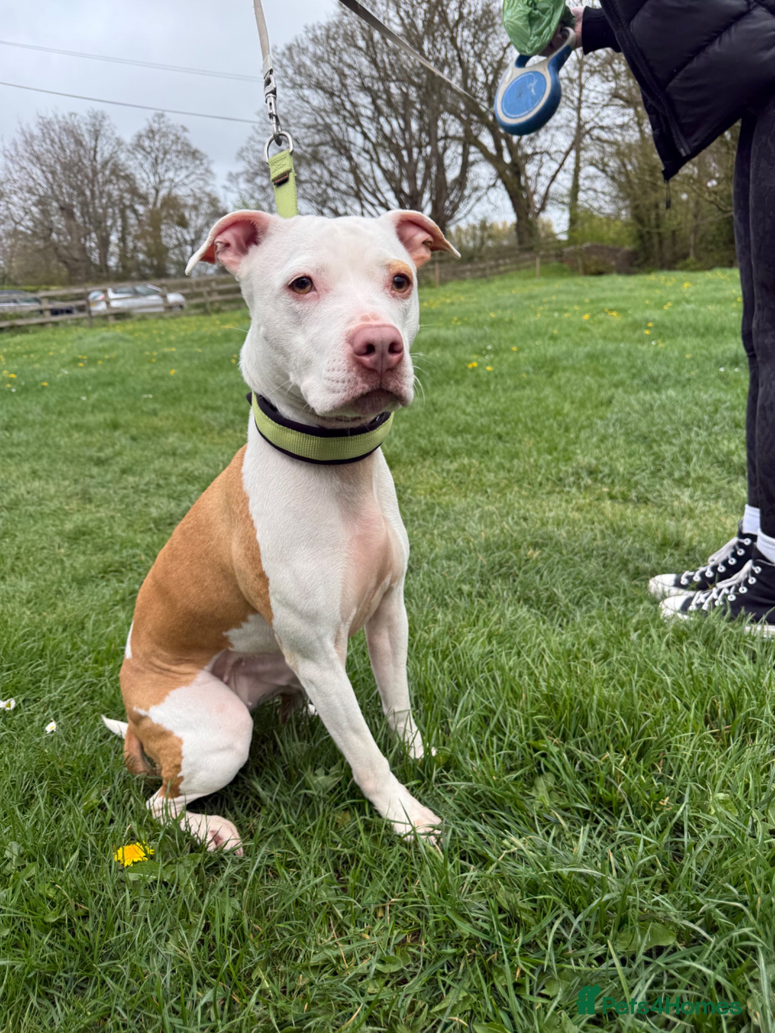 Staffordshire Bull Terrier dogs Beautiful staffy female for adoption! - Advert 12