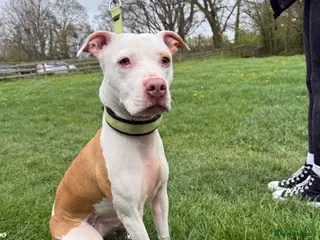 Staffordshire Bull Terrier dogs Beautiful staffy female for adoption! - Advert 14