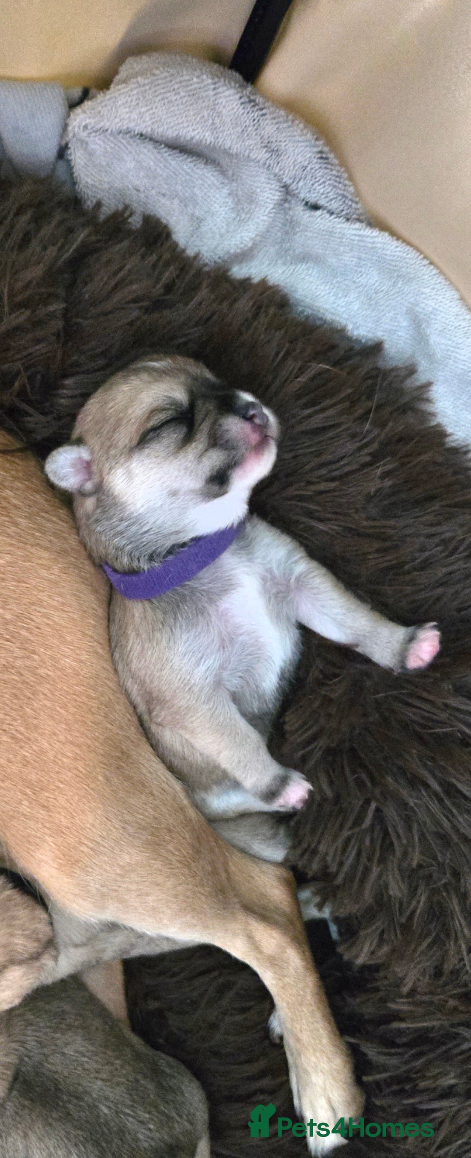 Mixed Breed dogs Maltese x Terrier - Advert 18