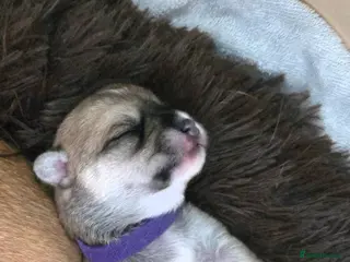 Mixed Breed dogs Maltese x Terrier - Advert 10