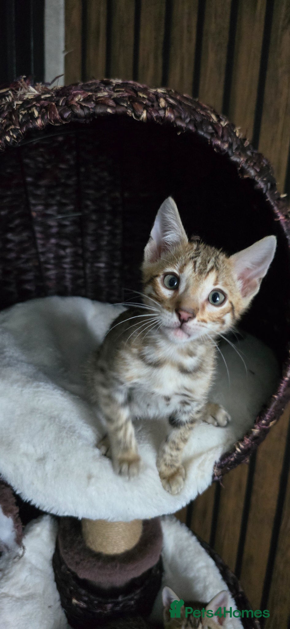 Bengal cats Only 1 TICA boy left..Ready from middle May - Advert 5