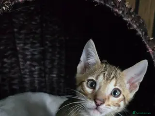 Bengal cats Only 1 TICA boy left..Ready from middle May - Advert 5