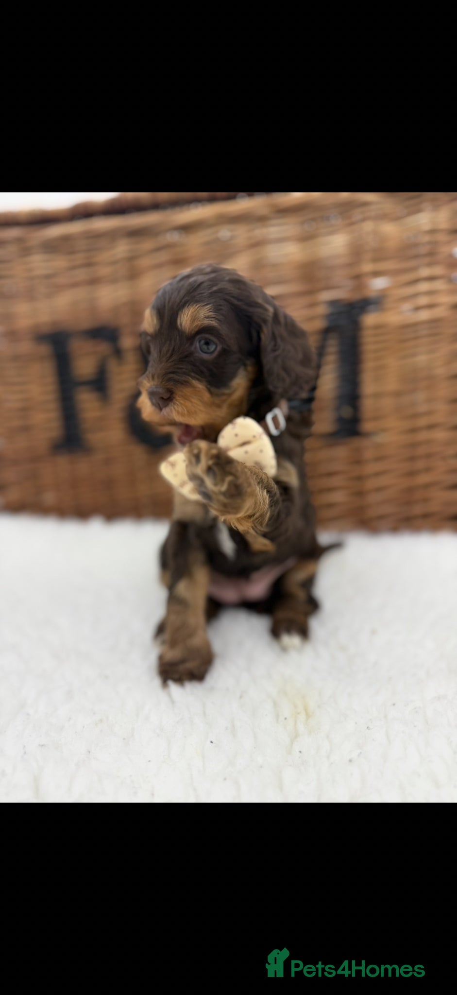 Cavapoo dogs F1 E ** tensively health tested toy cavapoos  - Advert 2