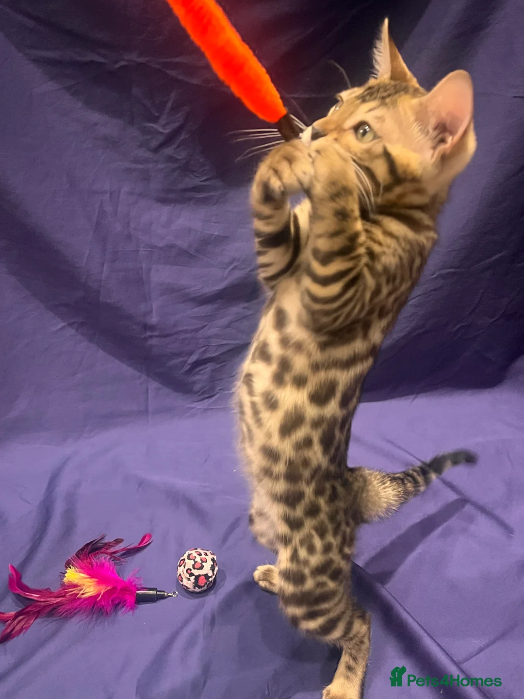 Bengal cats for sale: Reserved** Stunning registered bengal kittens  - Advert 2