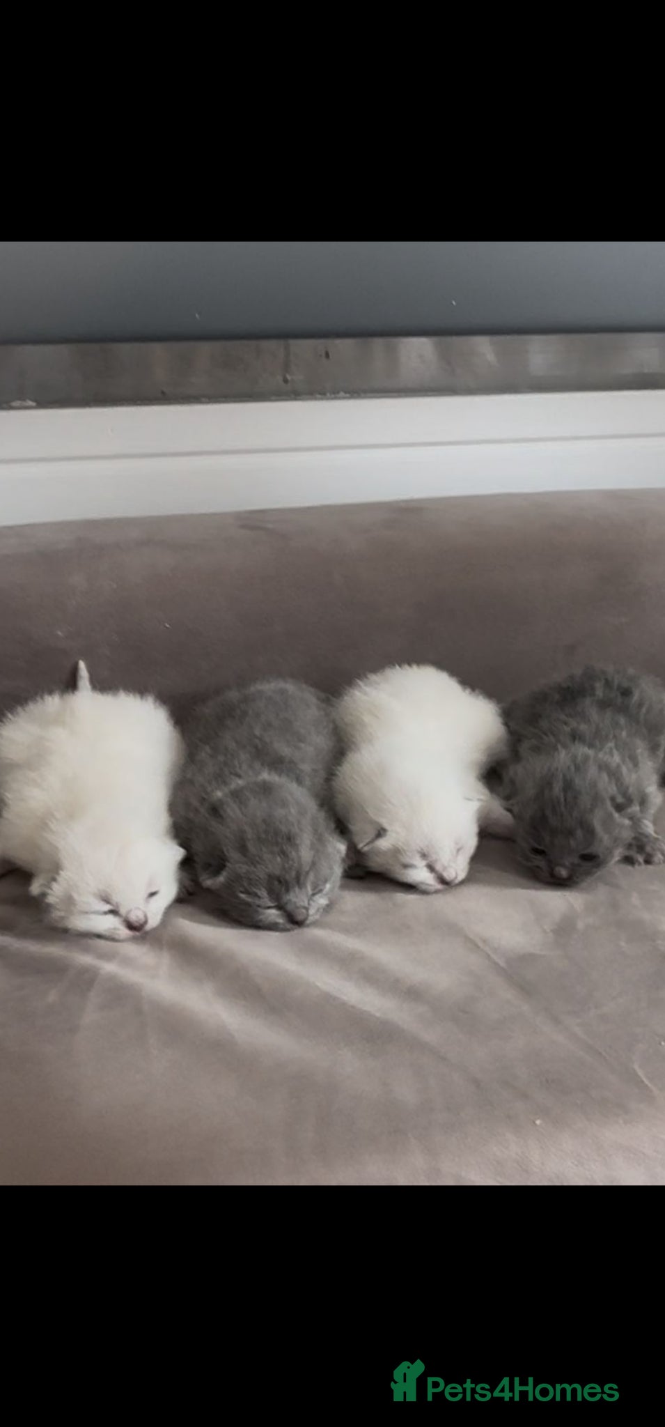 British Shorthair Kitten 1