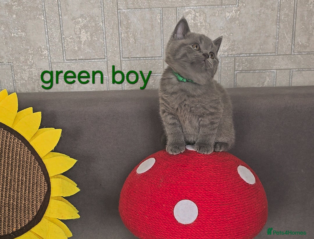 British Shorthair cats for sale: British Blue Shorthair kittens, GCCF pedigree - Image 27