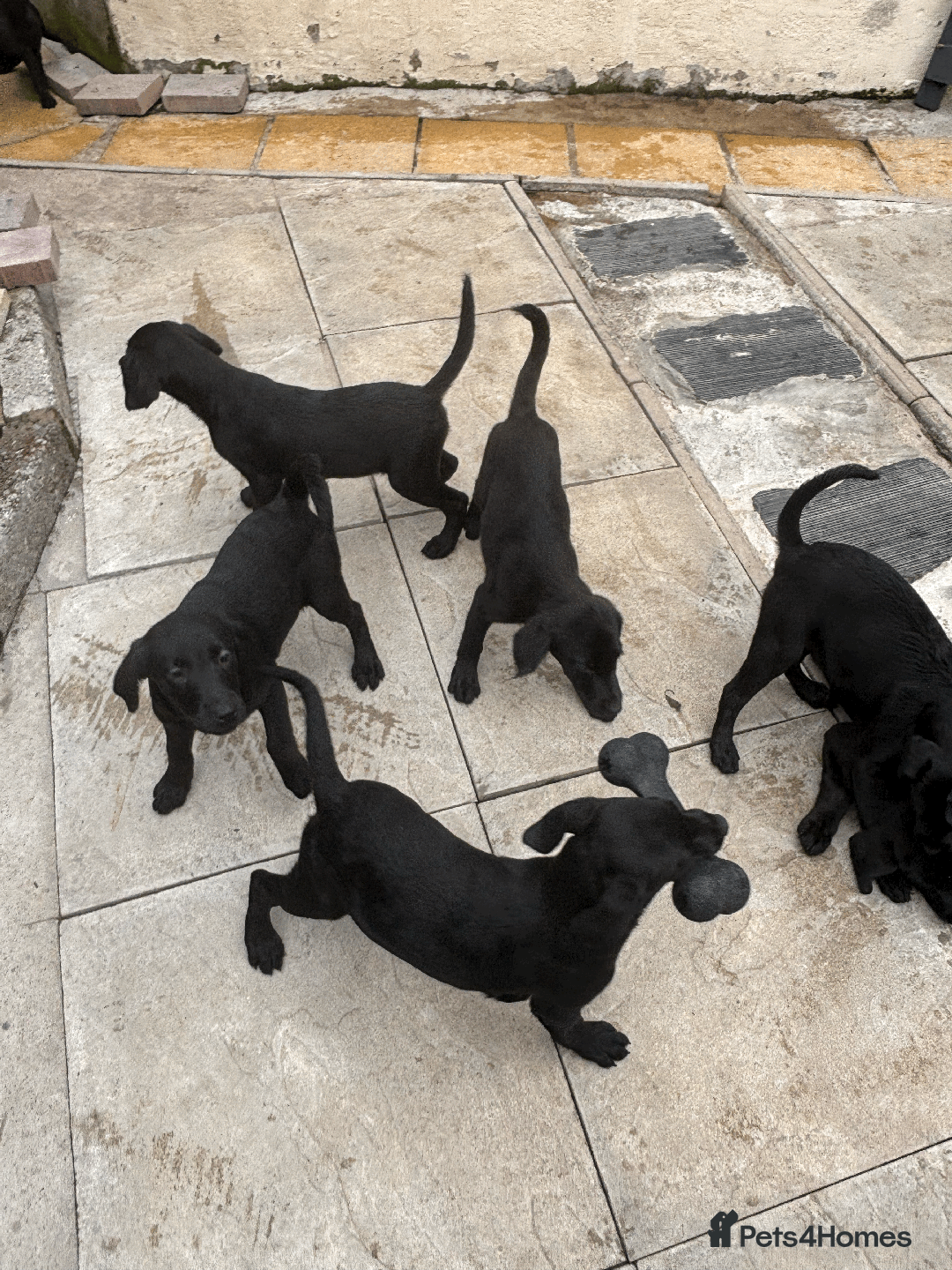 Labrador Retriever dogs for sale: Beautiful Labrador Puppies (3 boys 2 girls) in Wishaw - Image 17