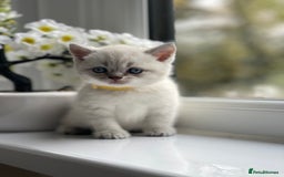 British Shorthair cats for sale: British Shorthair colour point kittens white  - Image 15