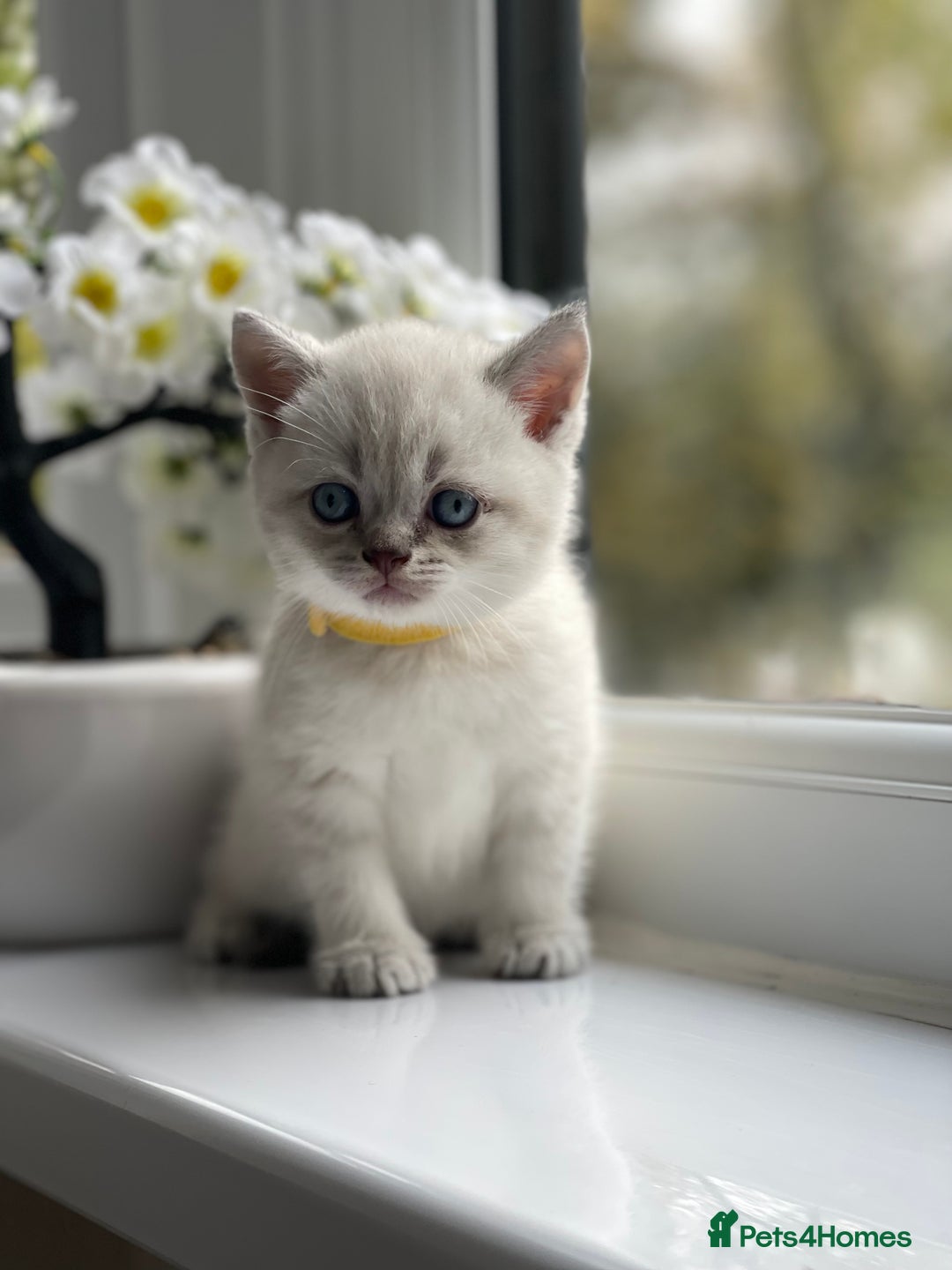 British Shorthair cats for sale: British Shorthair colour point kittens white  - Image 15