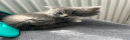 Mixed Breed cats for sale: 5 beautiful kittens (1 boy and 4 girls) - Advert 9