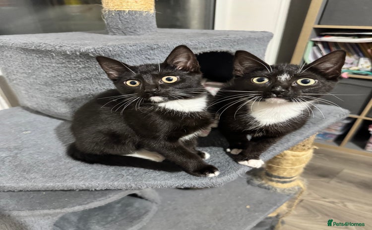 Domestic Shorthair cats - Advert 12