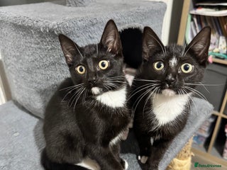 Domestic Shorthair cats - Advert 20